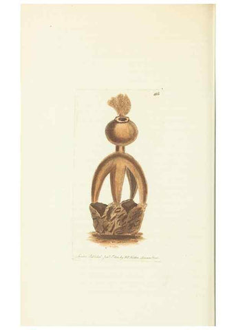 Reproducción/Reproduction 30129880913: The naturalist's miscellany, or Coloured figures of natural objects. London :Printed for Nodder & Co.,1789-1813