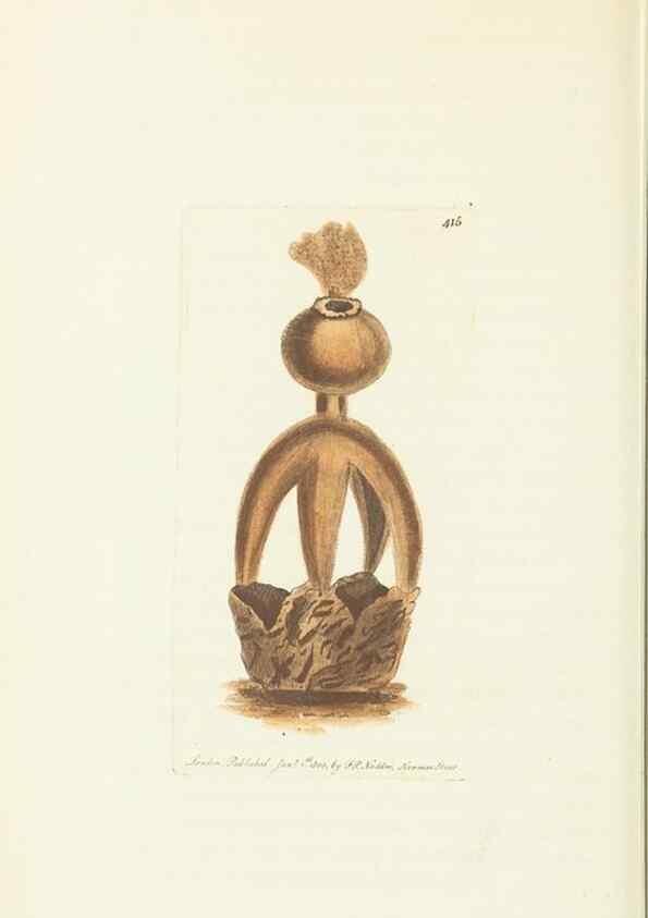 Reproducción/Reproduction 30129880913: The naturalist's miscellany, or Coloured figures of natural objects. London :Printed for Nodder & Co.,1789-1813