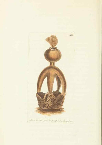 Reproducción/Reproduction 30129880913: The naturalist's miscellany, or Coloured figures of natural objects. London :Printed for Nodder & Co.,1789-1813