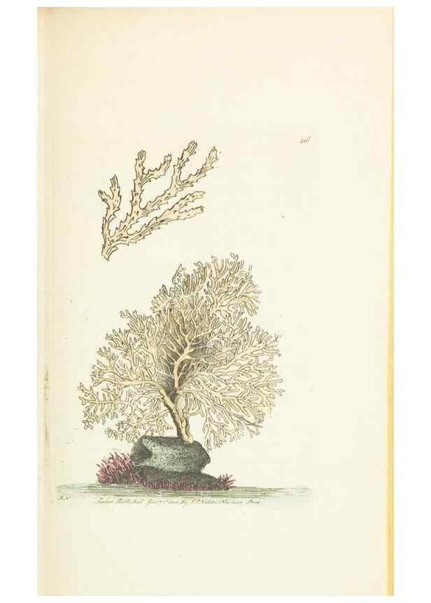 Reproducción/Reproduction 30648558592: The naturalist's miscellany, or Coloured figures of natural objects. London :Printed for Nodder & Co.,1789-1813