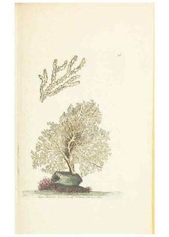 Reproducción/Reproduction 30648558592: The naturalist's miscellany, or Coloured figures of natural objects. London :Printed for Nodder & Co.,1789-1813