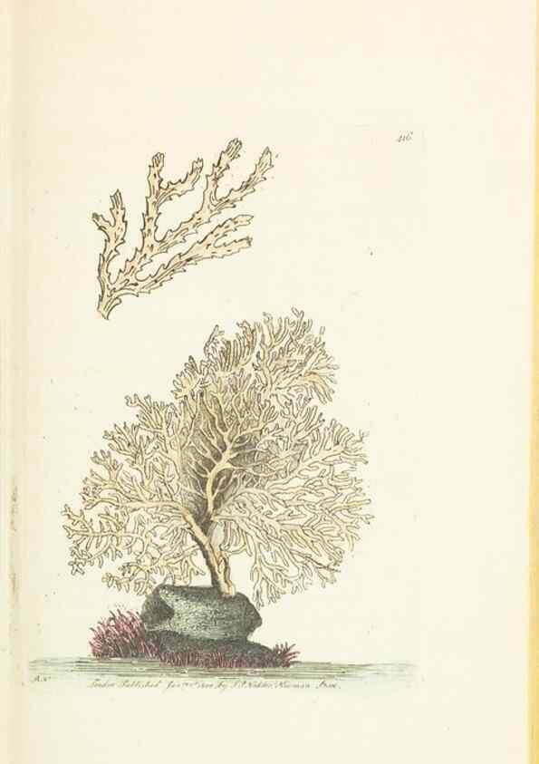 Reproducción/Reproduction 30648558592: The naturalist's miscellany, or Coloured figures of natural objects. London :Printed for Nodder & Co.,1789-1813