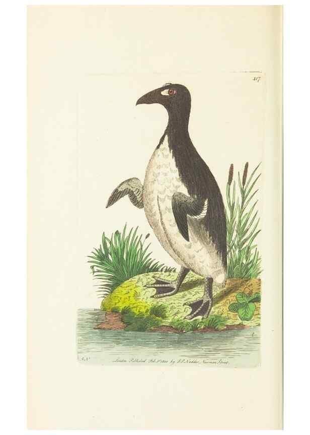 Reproducción/Reproduction 30648559832: The naturalist's miscellany, or Coloured figures of natural objects. London :Printed for Nodder & Co.,1789-1813