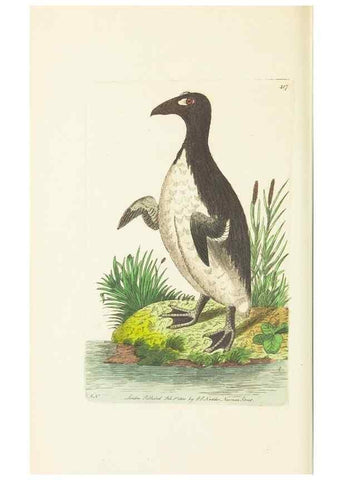 Reproducción/Reproduction 30648559832: The naturalist's miscellany, or Coloured figures of natural objects. London :Printed for Nodder & Co.,1789-1813