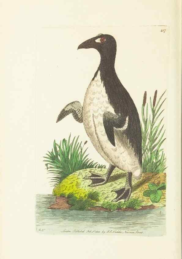 Reproducción/Reproduction 30648559832: The naturalist's miscellany, or Coloured figures of natural objects. London :Printed for Nodder & Co.,1789-1813