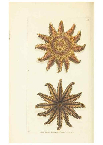 Reproducción/Reproduction 30129888653: The naturalist's miscellany, or Coloured figures of natural objects. London :Printed for Nodder & Co.,1789-1813