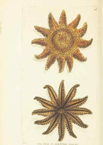 Reproducción/Reproduction 30129888653: The naturalist's miscellany, or Coloured figures of natural objects. London :Printed for Nodder & Co.,1789-1813