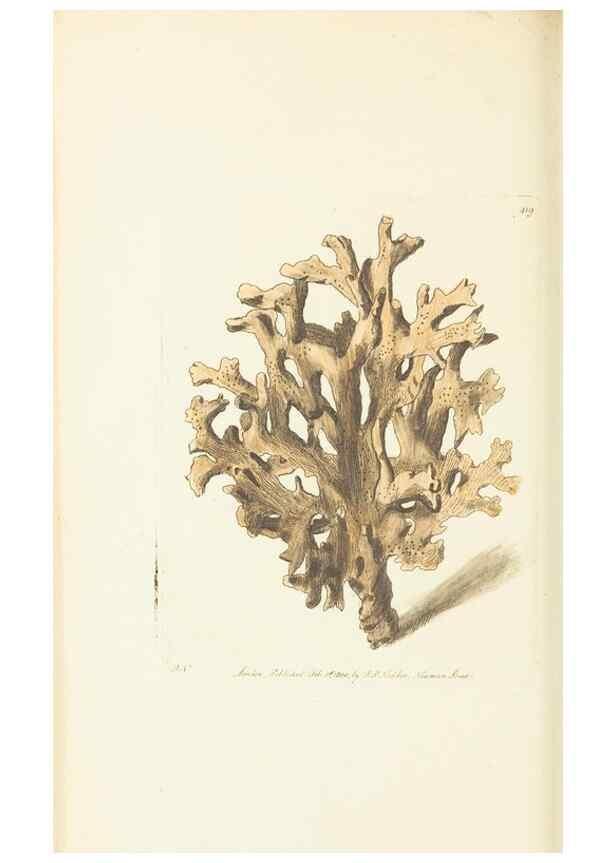 Reproducción/Reproduction 30129891543: The naturalist's miscellany, or Coloured figures of natural objects. London :Printed for Nodder & Co.,1789-1813