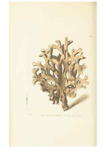 Reproducción/Reproduction 30129891543: The naturalist's miscellany, or Coloured figures of natural objects. London :Printed for Nodder & Co.,1789-1813