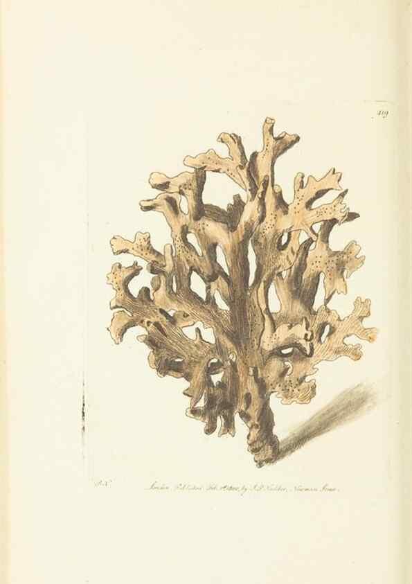 Reproducción/Reproduction 30129891543: The naturalist's miscellany, or Coloured figures of natural objects. London :Printed for Nodder & Co.,1789-1813