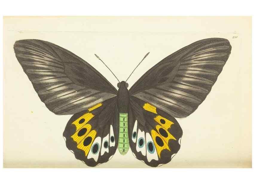 Reproducción/Reproduction 30728542566: The naturalist's miscellany, or Coloured figures of natural objects. London :Printed for Nodder & Co.,1789-1813
