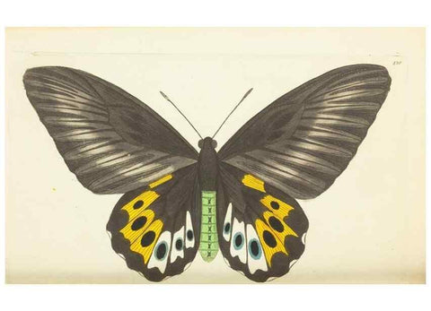 Reproducción/Reproduction 30728542566: The naturalist's miscellany, or Coloured figures of natural objects. London :Printed for Nodder & Co.,1789-1813