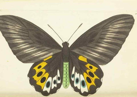 Reproducción/Reproduction 30728542566: The naturalist's miscellany, or Coloured figures of natural objects. London :Printed for Nodder & Co.,1789-1813