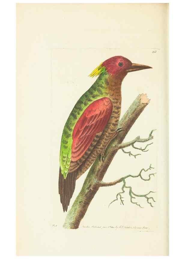 Reproducción/Reproduction 30464560980: The naturalist's miscellany, or Coloured figures of natural objects. London :Printed for Nodder & Co.,1789-1813