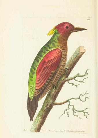 Reproducción/Reproduction 30464560980: The naturalist's miscellany, or Coloured figures of natural objects. London :Printed for Nodder & Co.,1789-1813