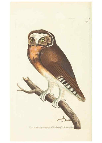 Reproducción/Reproduction 30107034463: The naturalist's miscellany, or Coloured figures of natural objects. London :Printed for Nodder & Co.,1789-1813