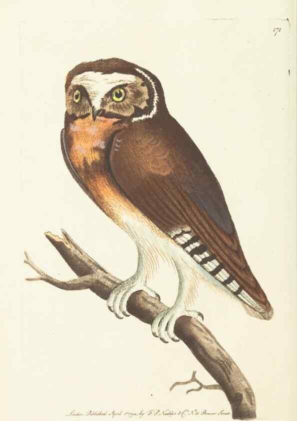 Reproducción/Reproduction 30107034463: The naturalist's miscellany, or Coloured figures of natural objects. London :Printed for Nodder & Co.,1789-1813