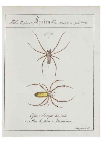 Reproducción/Reproduction 30672113960: Monographia Aranearum = Monographie der Spinnen /. Nurnberg :Lechner,[182.