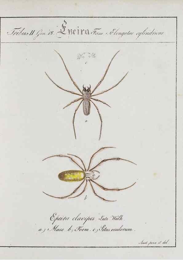 Reproducción/Reproduction 30672113960: Monographia Aranearum = Monographie der Spinnen /. Nurnberg :Lechner,[182.
