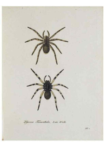 Reproducción/Reproduction 25338014609: Monographia Aranearum = Monographie der Spinnen /. Nurnberg :Lechner,[182.