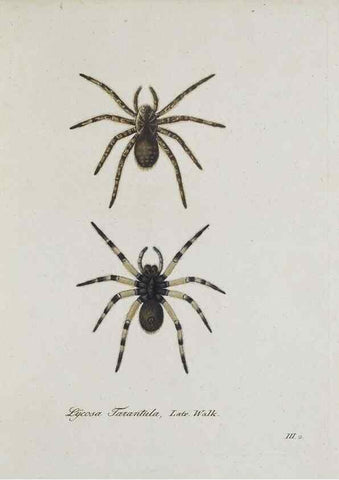 Reproducción/Reproduction 25338014609: Monographia Aranearum = Monographie der Spinnen /. Nurnberg :Lechner,[182.