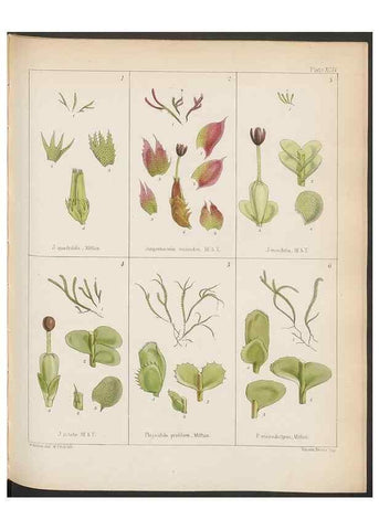 Reproducción/Reproduction 33112858005: The botany of the Antarctic voyage of H.M. discovery ships Erebus and Terror in the Years 1839-1843. London :Reeve Brothers,1844-1860.