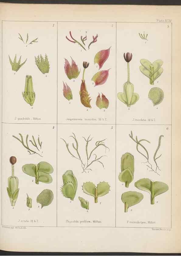 Reproducción/Reproduction 33112858005: The botany of the Antarctic voyage of H.M. discovery ships Erebus and Terror in the Years 1839-1843. London :Reeve Brothers,1844-1860.