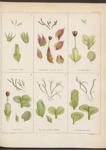 Reproducción/Reproduction 33112858005: The botany of the Antarctic voyage of H.M. discovery ships Erebus and Terror in the Years 1839-1843. London :Reeve Brothers,1844-1860.