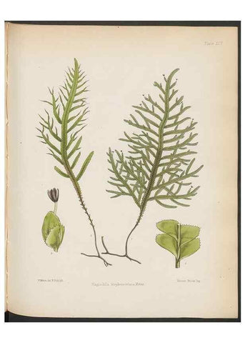 Reproducción/Reproduction 33112860225: The botany of the Antarctic voyage of H.M. discovery ships Erebus and Terror in the Years 1839-1843. London :Reeve Brothers,1844-1860.
