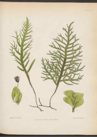 Reproducción/Reproduction 33112860225: The botany of the Antarctic voyage of H.M. discovery ships Erebus and Terror in the Years 1839-1843. London :Reeve Brothers,1844-1860.