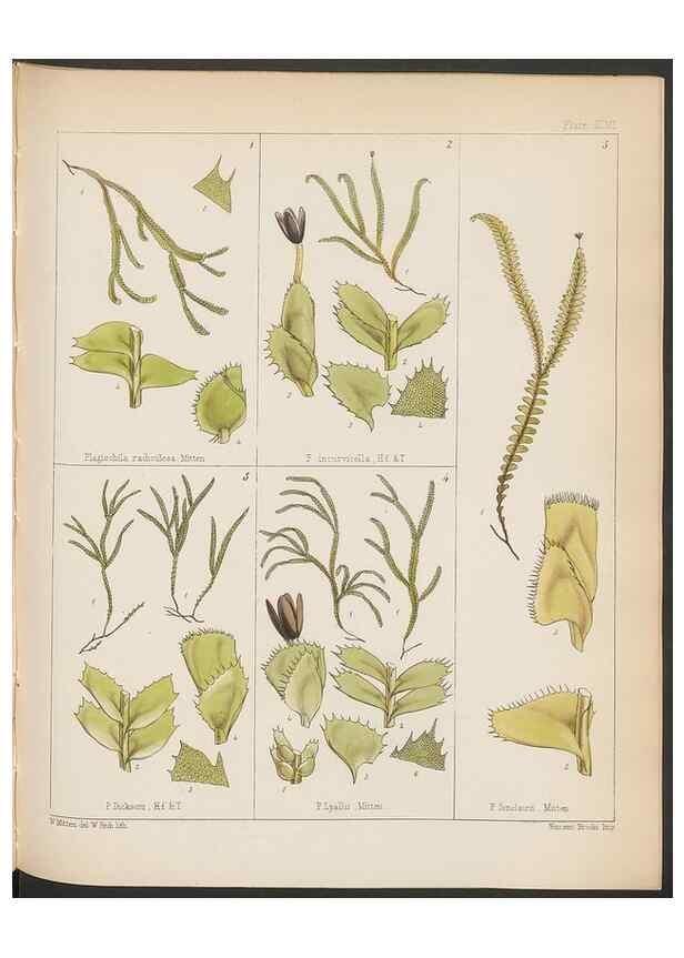 Reproducción/Reproduction 33112862055: The botany of the Antarctic voyage of H.M. discovery ships Erebus and Terror in the Years 1839-1843. London :Reeve Brothers,1844-1860.