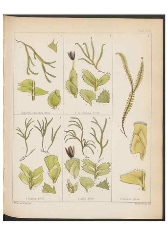 Reproducción/Reproduction 33112862055: The botany of the Antarctic voyage of H.M. discovery ships Erebus and Terror in the Years 1839-1843. London :Reeve Brothers,1844-1860.