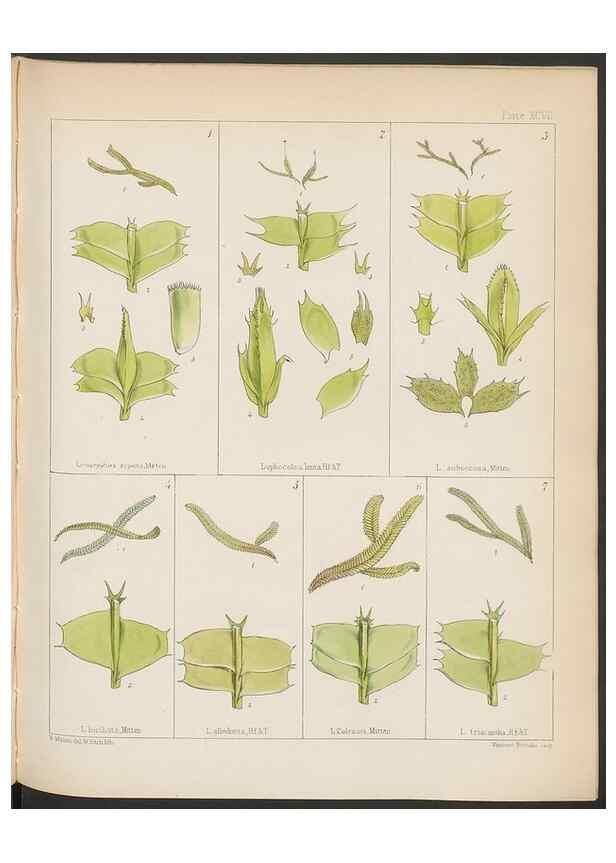 Reproducción/Reproduction 33112864245: The botany of the Antarctic voyage of H.M. discovery ships Erebus and Terror in the Years 1839-1843. London :Reeve Brothers,1844-1860.