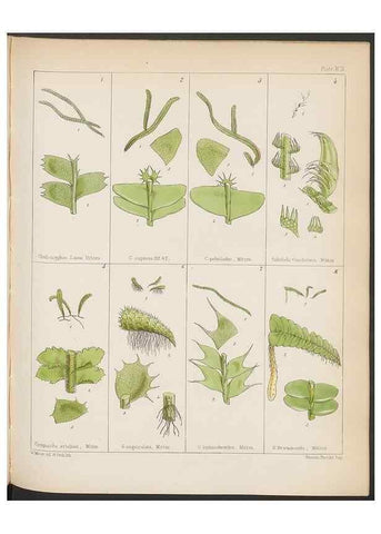 Reproducción/Reproduction 33112867935: The botany of the Antarctic voyage of H.M. discovery ships Erebus and Terror in the Years 1839-1843. London :Reeve Brothers,1844-1860.