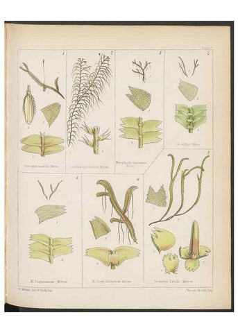 Reproducción/Reproduction 33112870025: The botany of the Antarctic voyage of H.M. discovery ships Erebus and Terror in the Years 1839-1843. London :Reeve Brothers,1844-1860.