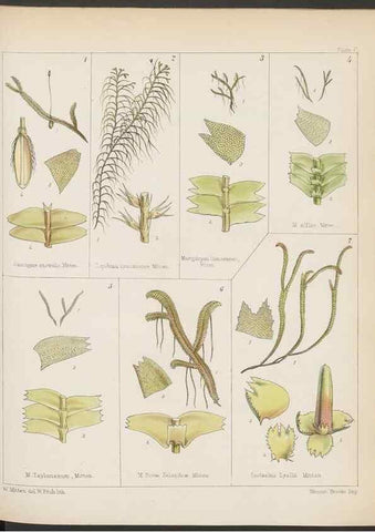 Reproducción/Reproduction 33112870025: The botany of the Antarctic voyage of H.M. discovery ships Erebus and Terror in the Years 1839-1843. London :Reeve Brothers,1844-1860.