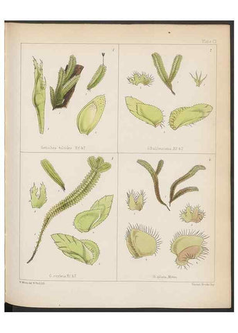 Reproducción/Reproduction 33112872055: The botany of the Antarctic voyage of H.M. discovery ships Erebus and Terror in the Years 1839-1843. London :Reeve Brothers,1844-1860.