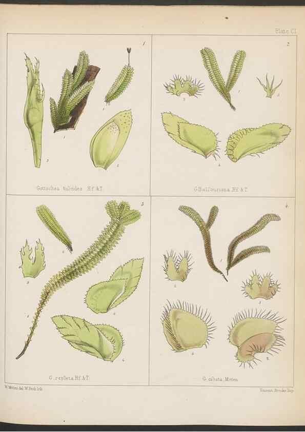 Reproducción/Reproduction 33112872055: The botany of the Antarctic voyage of H.M. discovery ships Erebus and Terror in the Years 1839-1843. London :Reeve Brothers,1844-1860.