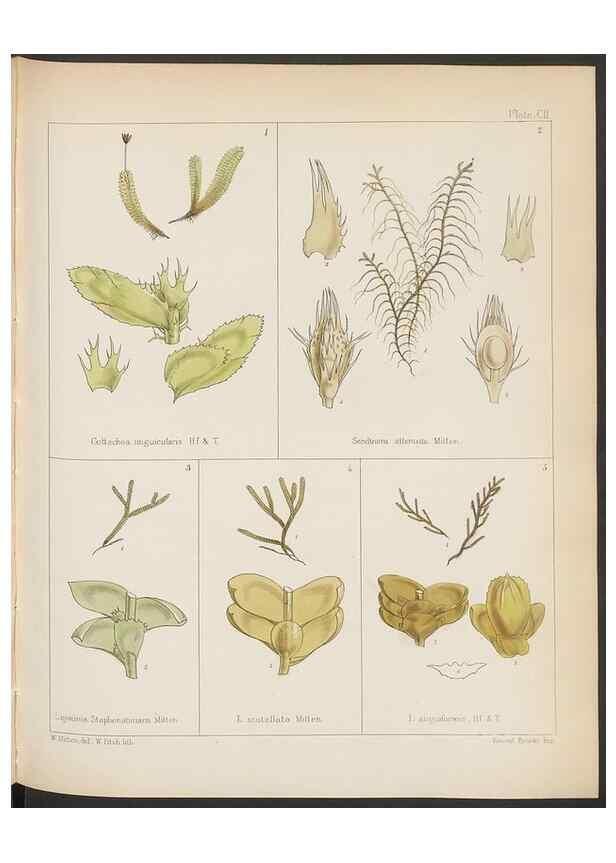 Reproducción/Reproduction 33112873995: The botany of the Antarctic voyage of H.M. discovery ships Erebus and Terror in the Years 1839-1843. London :Reeve Brothers,1844-1860.