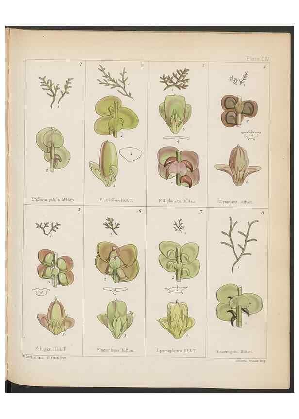 Reproducción/Reproduction 32267674434: The botany of the Antarctic voyage of H.M. discovery ships Erebus and Terror in the Years 1839-1843. London :Reeve Brothers,1844-1860.