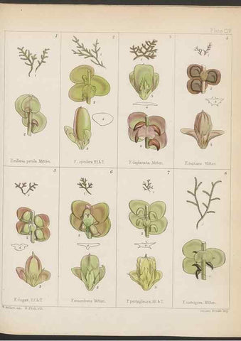 Reproducción/Reproduction 32267674434: The botany of the Antarctic voyage of H.M. discovery ships Erebus and Terror in the Years 1839-1843. London :Reeve Brothers,1844-1860.