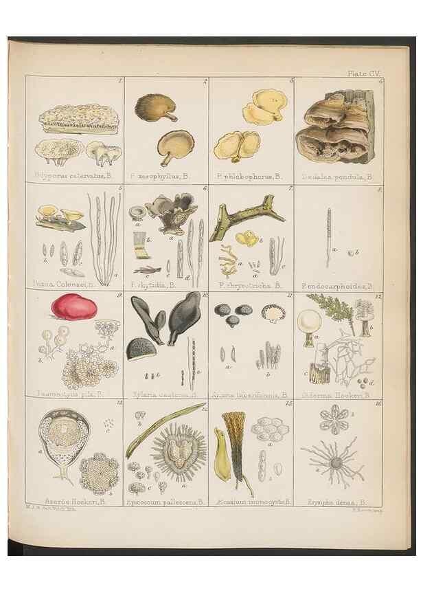 Reproducción/Reproduction 32267676084: The botany of the Antarctic voyage of H.M. discovery ships Erebus and Terror in the Years 1839-1843. London :Reeve Brothers,1844-1860.