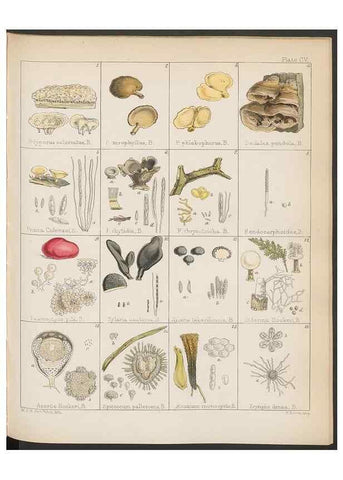 Reproducción/Reproduction 32267676084: The botany of the Antarctic voyage of H.M. discovery ships Erebus and Terror in the Years 1839-1843. London :Reeve Brothers,1844-1860.