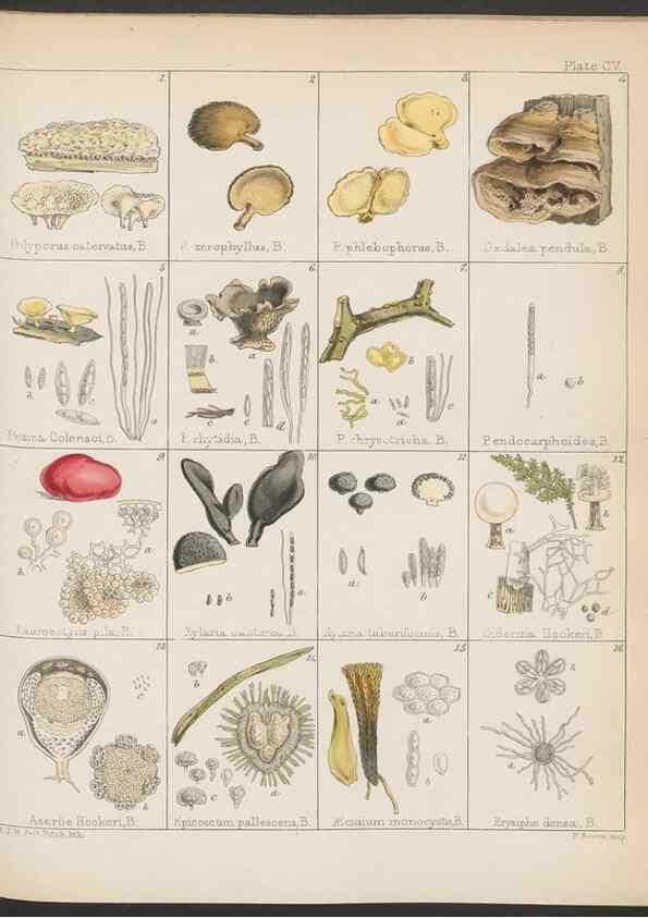 Reproducción/Reproduction 32267676084: The botany of the Antarctic voyage of H.M. discovery ships Erebus and Terror in the Years 1839-1843. London :Reeve Brothers,1844-1860.
