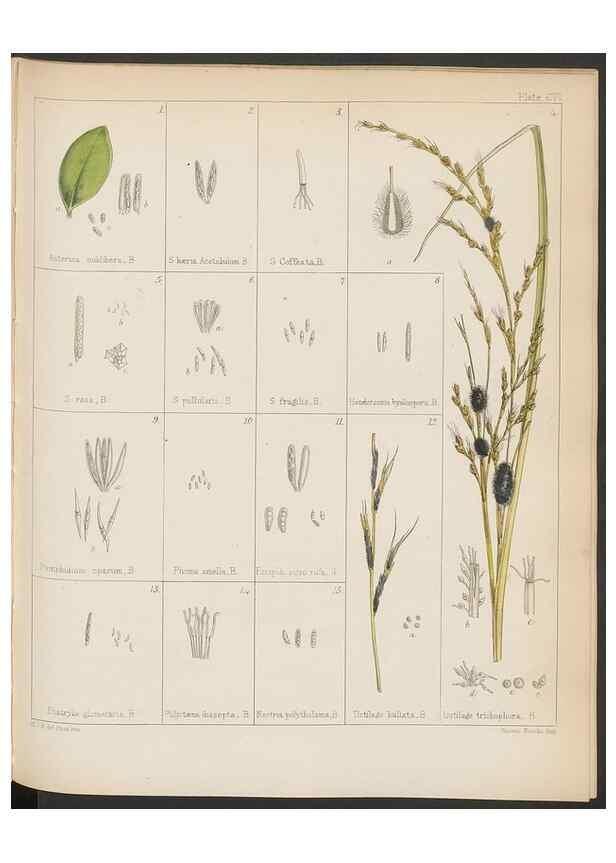 Reproducción/Reproduction 32267677564: The botany of the Antarctic voyage of H.M. discovery ships Erebus and Terror in the Years 1839-1843. London :Reeve Brothers,1844-1860.