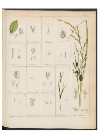 Reproducción/Reproduction 32267677564: The botany of the Antarctic voyage of H.M. discovery ships Erebus and Terror in the Years 1839-1843. London :Reeve Brothers,1844-1860.