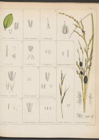 Reproducción/Reproduction 32267677564: The botany of the Antarctic voyage of H.M. discovery ships Erebus and Terror in the Years 1839-1843. London :Reeve Brothers,1844-1860.