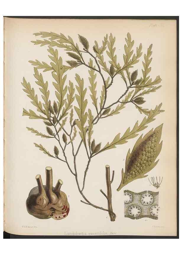 Reproducción/Reproduction 32267678694: The botany of the Antarctic voyage of H.M. discovery ships Erebus and Terror in the Years 1839-1843. London :Reeve Brothers,1844-1860.