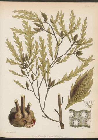 Reproducción/Reproduction 32267678694: The botany of the Antarctic voyage of H.M. discovery ships Erebus and Terror in the Years 1839-1843. London :Reeve Brothers,1844-1860.