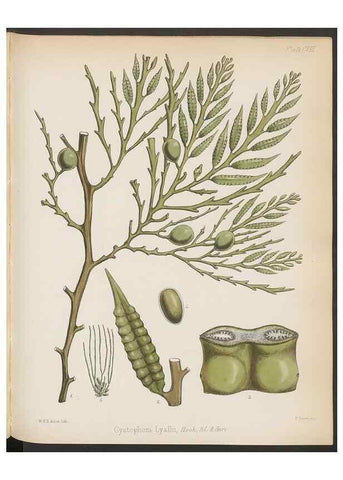 Reproducción/Reproduction 32267680264: The botany of the Antarctic voyage of H.M. discovery ships Erebus and Terror in the Years 1839-1843. London :Reeve Brothers,1844-1860.